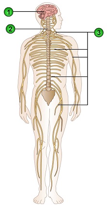139_Nervous Systems.jpg